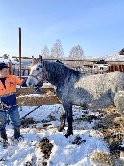 Продается жеребец 5 лет
