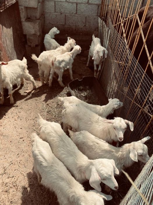 Заенски козье ешкілер