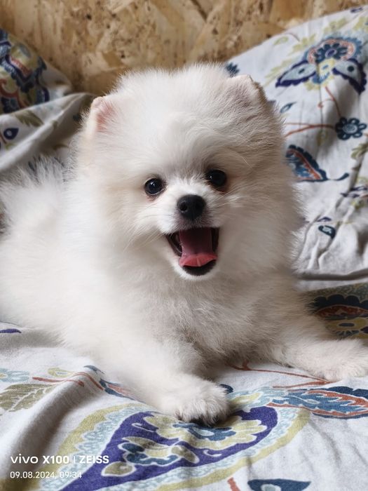 Продам щенков шпица.