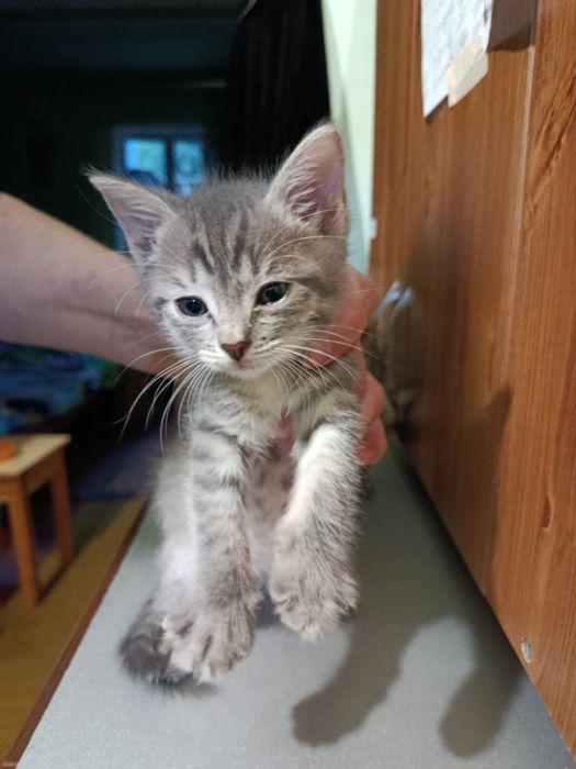 Отдам в добрые руки Котят.