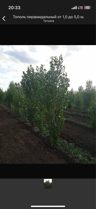 Саженцы береза кустаринки