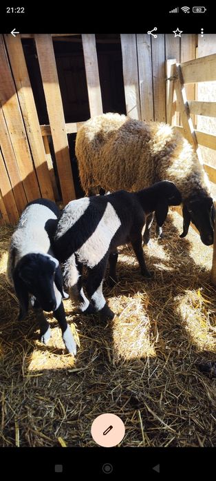 Țigaie sarbeasca de vanzare