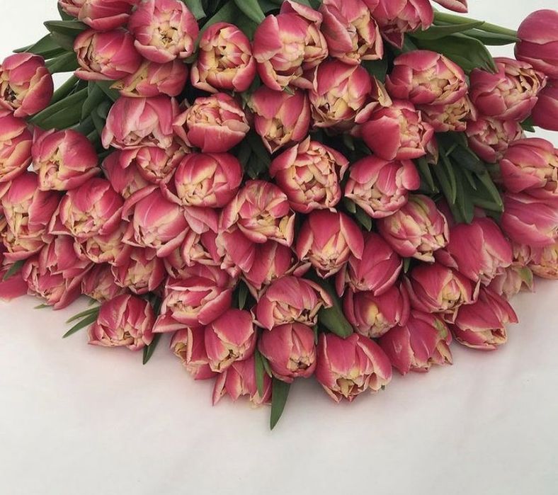 Тюльпаны на 8 марта