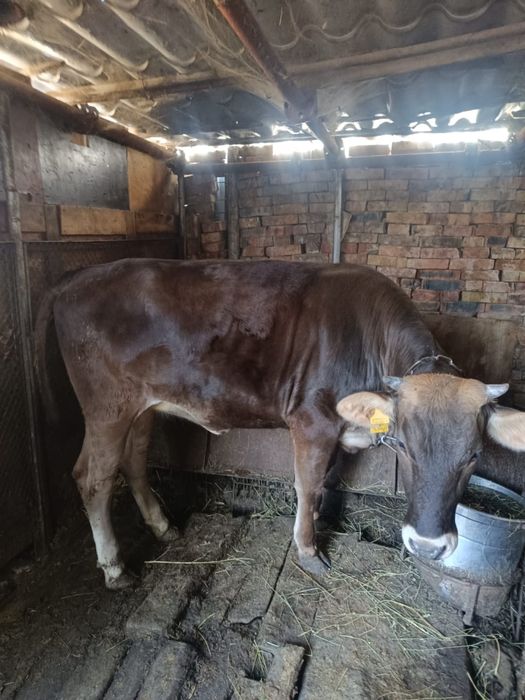 Продам корову Алатауская молочная