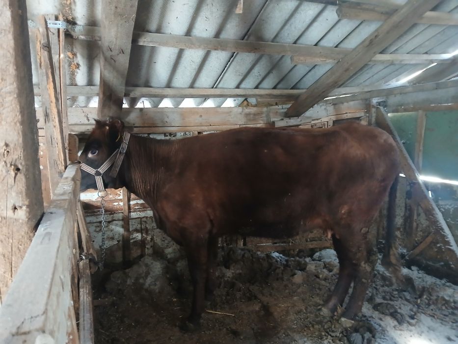 Кардамон корову молодой