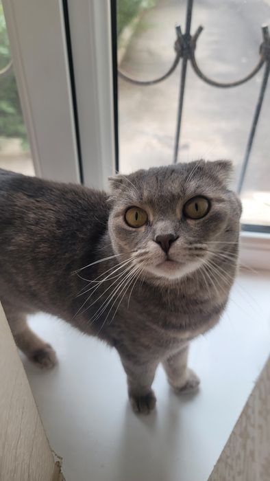 Продаётся Шотландская вислоухая кошка