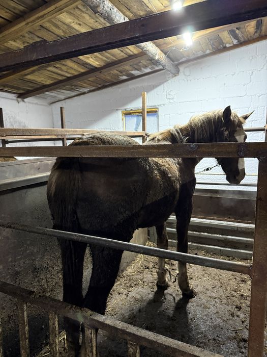 Лошадь с откорма крупная