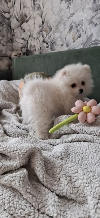 Девочка немецкого шпица