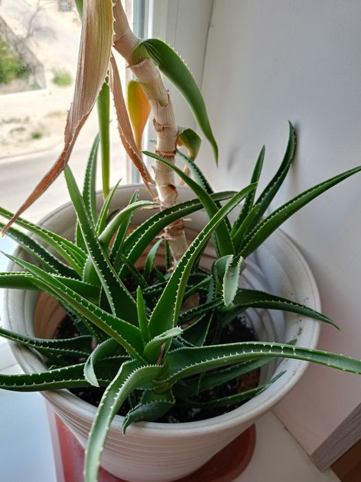 Алоэ комнатное растение