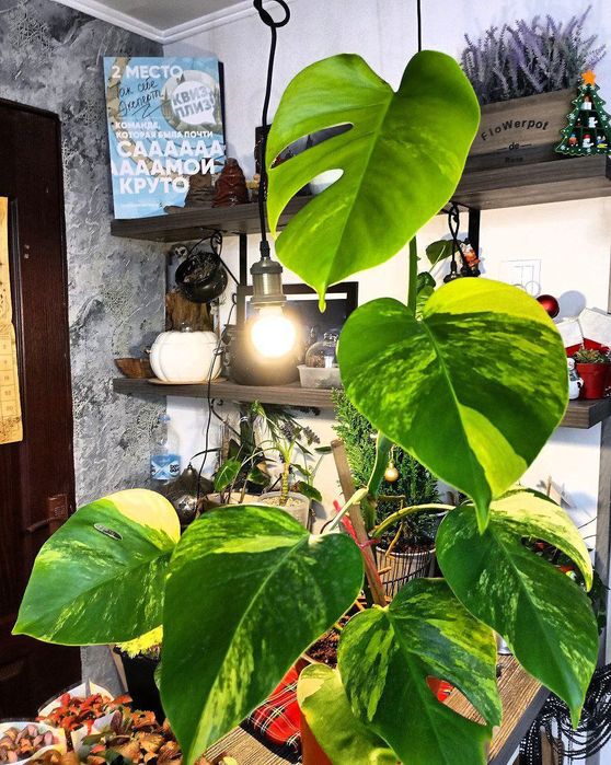 Монстера Альба монстера еллоу