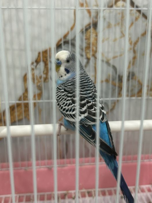 Попугай волнистики продажа