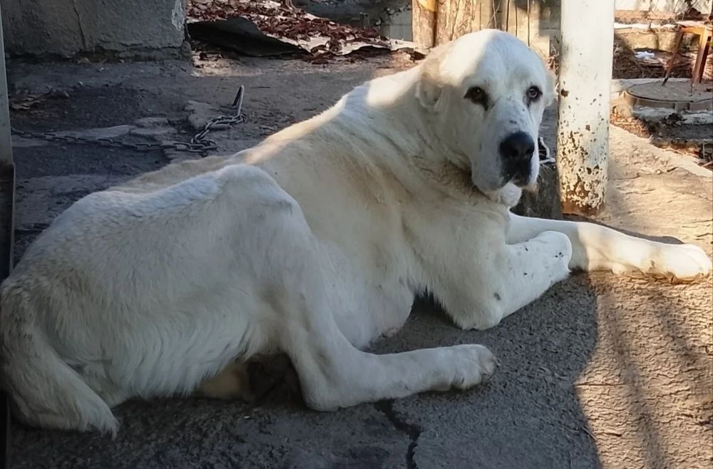 Щенки САО Алабай