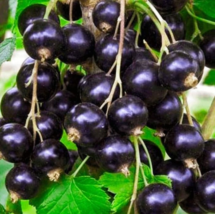 Arbusti Fructiferi (COACAZ NEGRU )