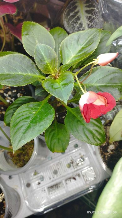 Продаются детки Бальзамина красного