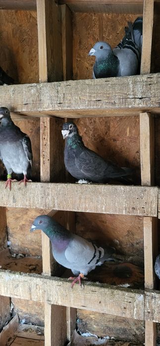 Vand porumbei voiajori si misirlii