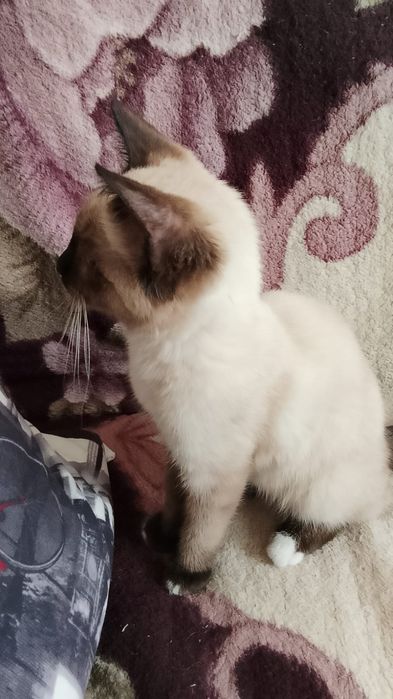 Отдам котёнка в добрые руки