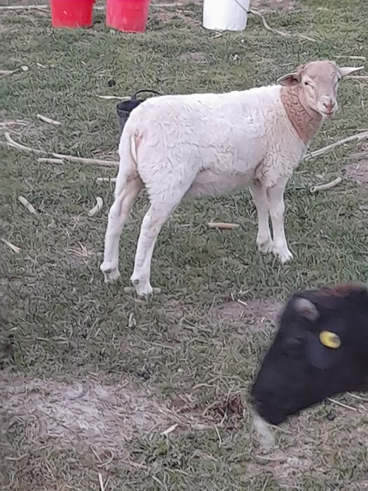 De vânzare doi  berbecuț  rasa dorper  au răutatea undeva la  40 kg  provin  din linie ft bună  se pot vedea și ridica din holod  bihor  auvîrsta