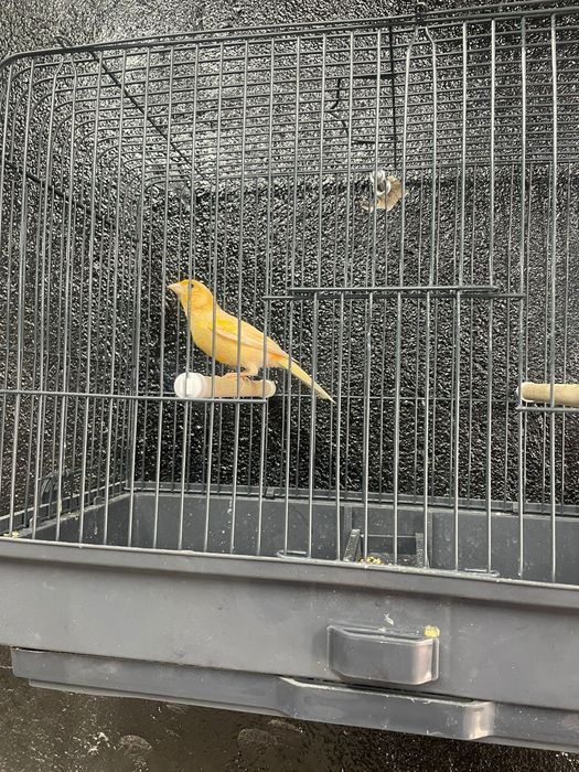 Конорейки в наличии