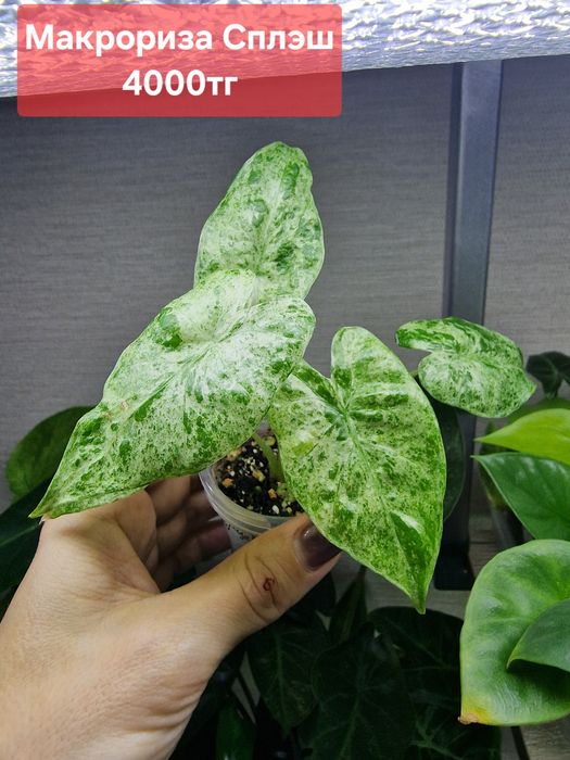 Комнатные цветы (адаптированные)