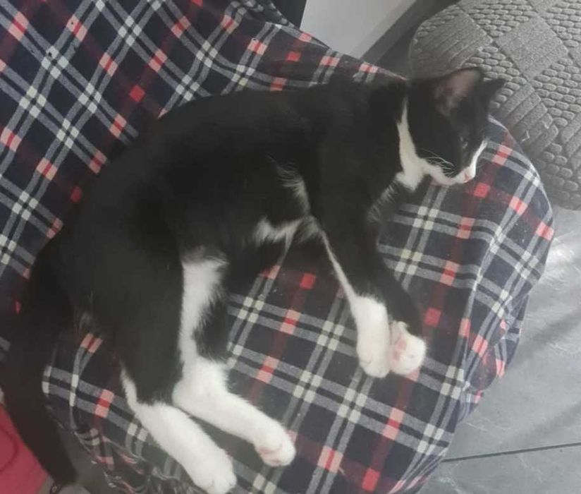 Котенок в добрые руки