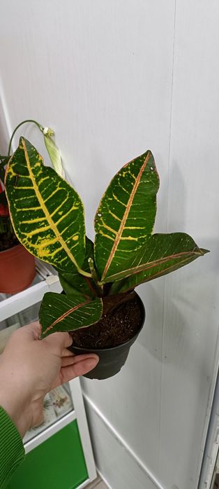 Кротон:4500 тенге