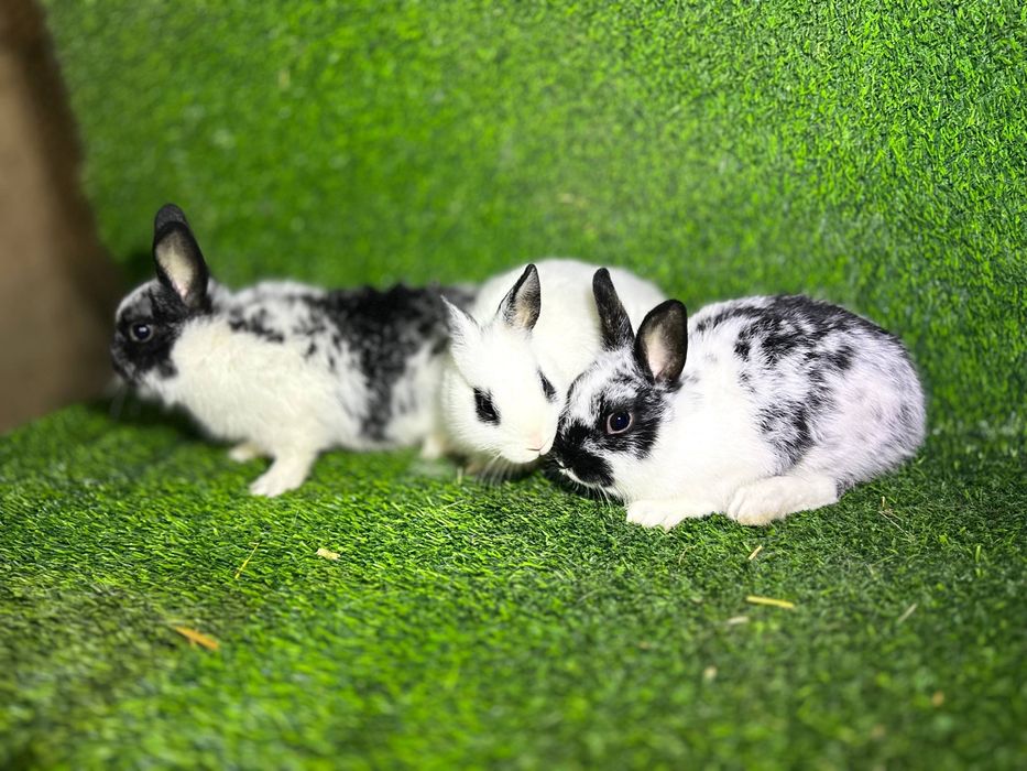 Quyon bollari sotiladi