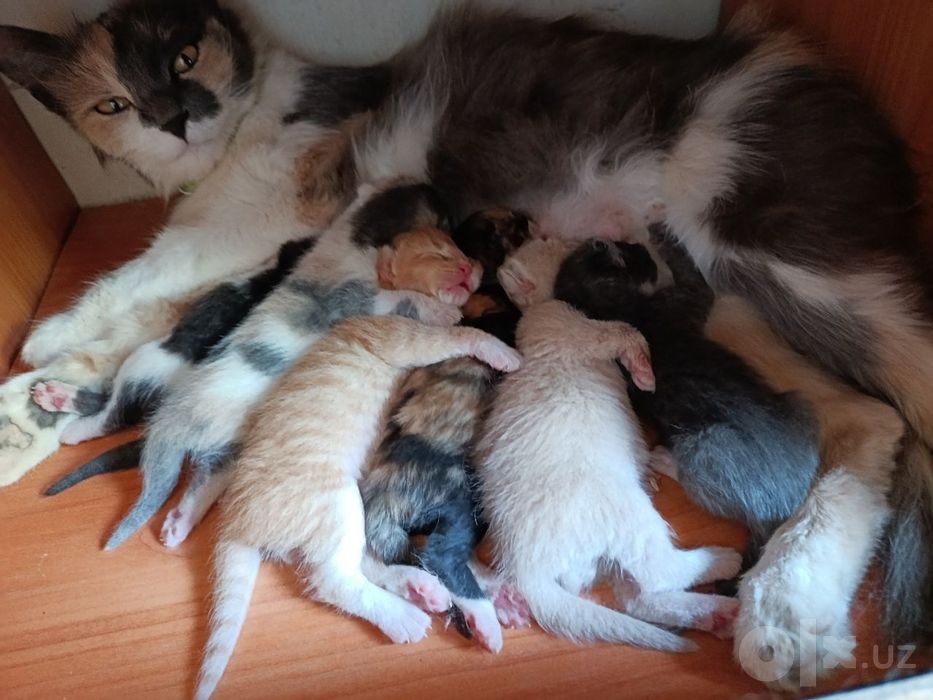 Отдам котят даром