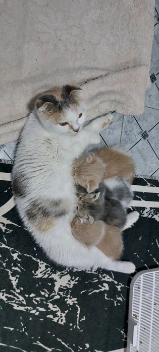 Skotsh fold mushukchalar