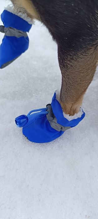 Обувь для собак и кошек