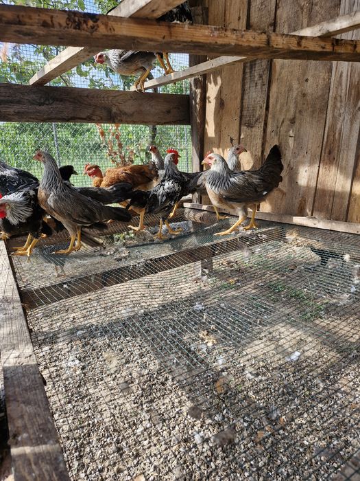 Disponibili o familie italiană 4+1 de două luni jumate  250 lei