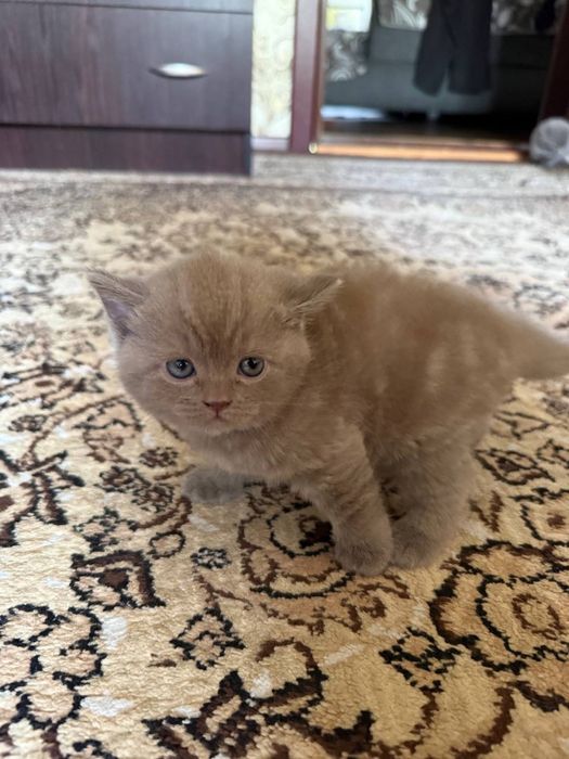 Продается котенок скоттиш страйт девочка