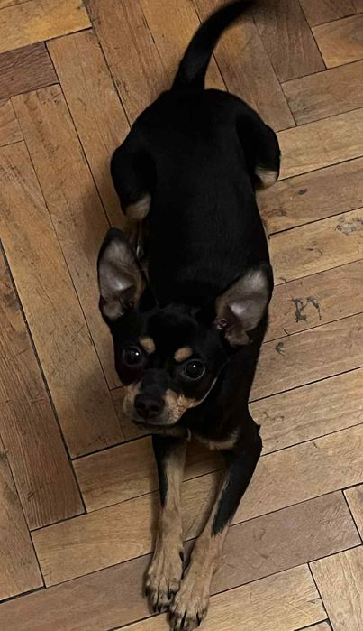 Домашен любимец Пинчер с Чихуа