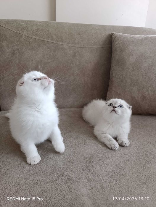 Британски котета и шотлански клепоухи