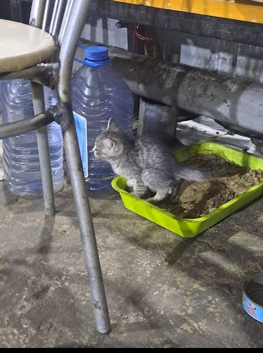 Отдам котят бесплатно