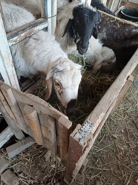 Ок кучкор сотилади юз фоиз соглом йейишига гап йук