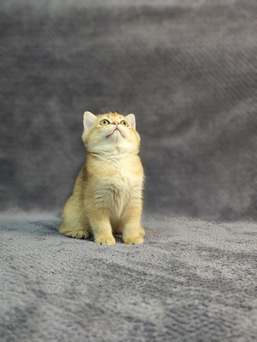 Pui aurii exclusivi — culoare rară