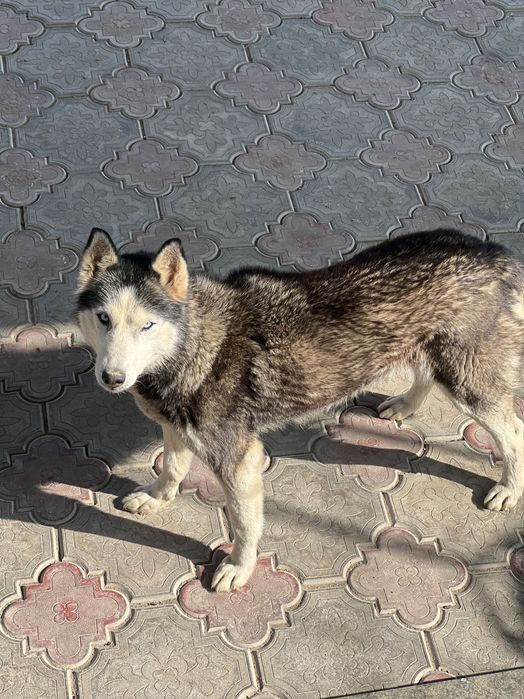 Хаски 5-7месяцев щенок