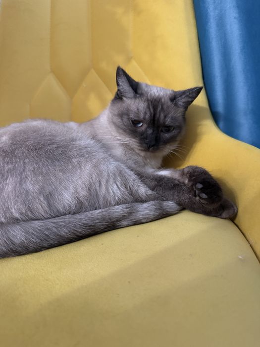 Отдам даром сиамсую кошку