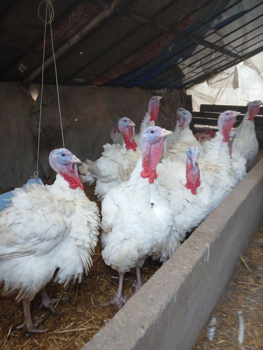 Curcani de tara pret 30 lei