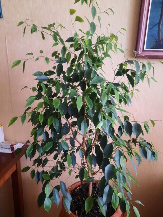 Продам комнатные цветы