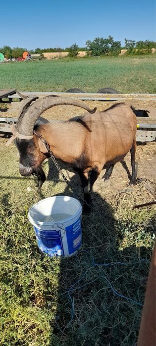 Țap carpatin francez de vînzare