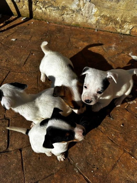 Catelusi jack rusell