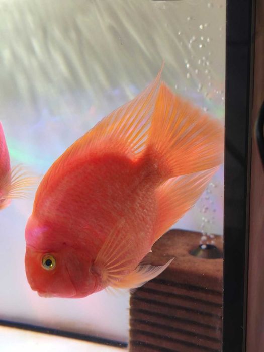 Blood Parrot Cichlid – 3 exemplare mari, sănătoase (lot)