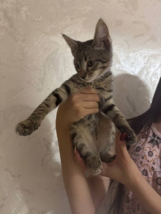 Добрые коты в хорошие руки