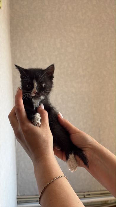 Котенок в хорошие руки