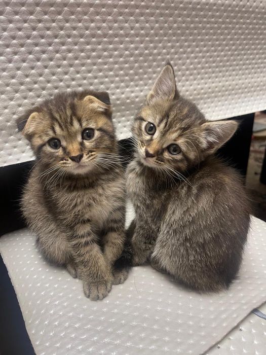 Отдаю котят в добрые руки