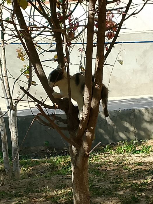 отдам котенка добрым людям