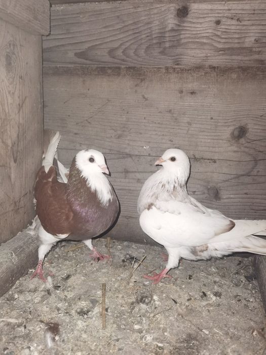 Vand sau schimb galateni