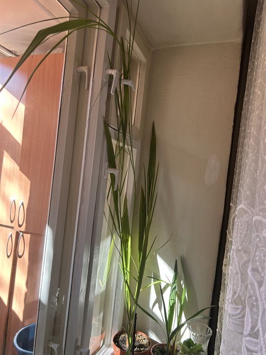 Продам финиковую пальму