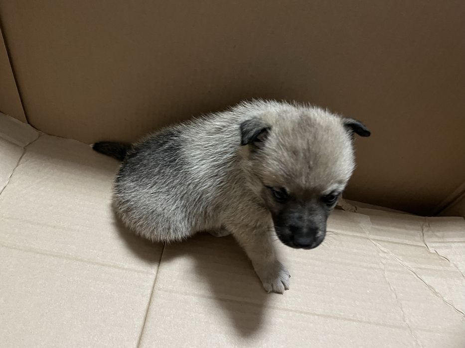 Отдаем щенка в хорошие руки